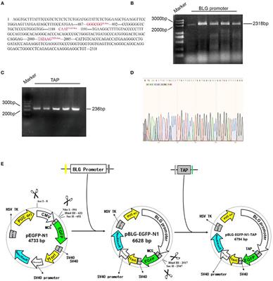 Directed Expression of Tracheal Antimicrobial Peptide as a Treatment for Bovine-Associated Staphylococcus Aureus-Induced Mastitis in Mice